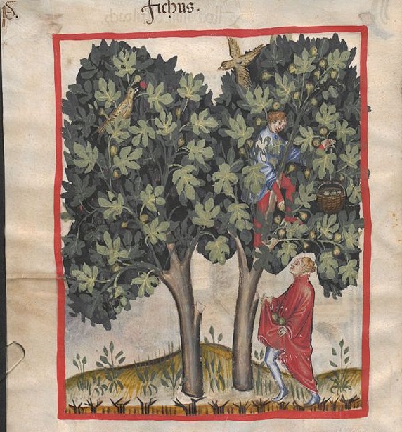 I fichi di Guido, che perse l’impero per inappetenza