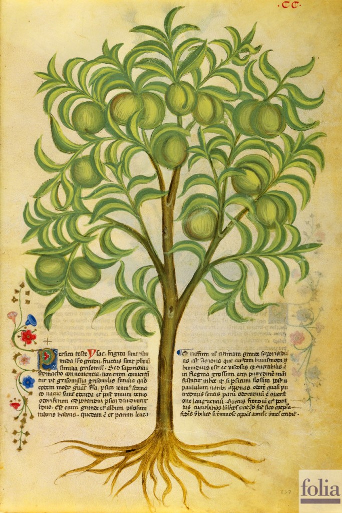 Medicine medievali: pesche dolci ripiene