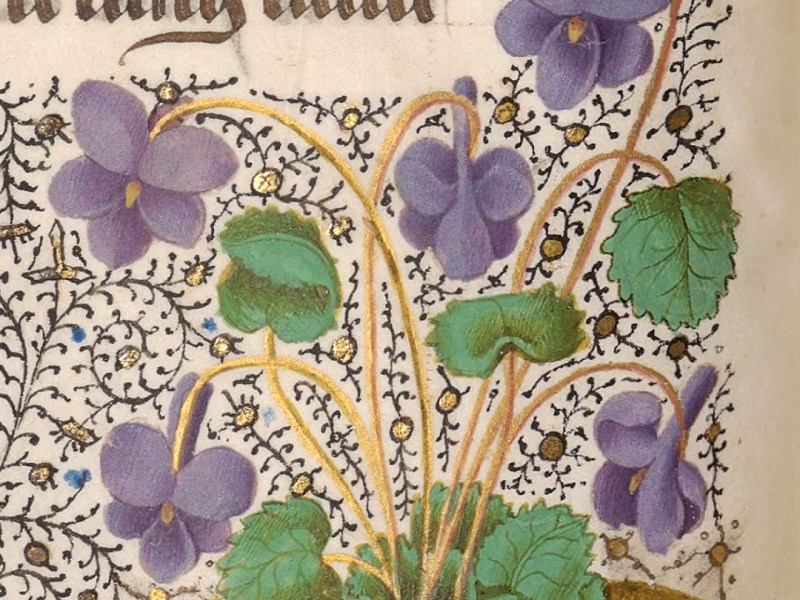 Hangout? Fatti una violetta! (XI sec)