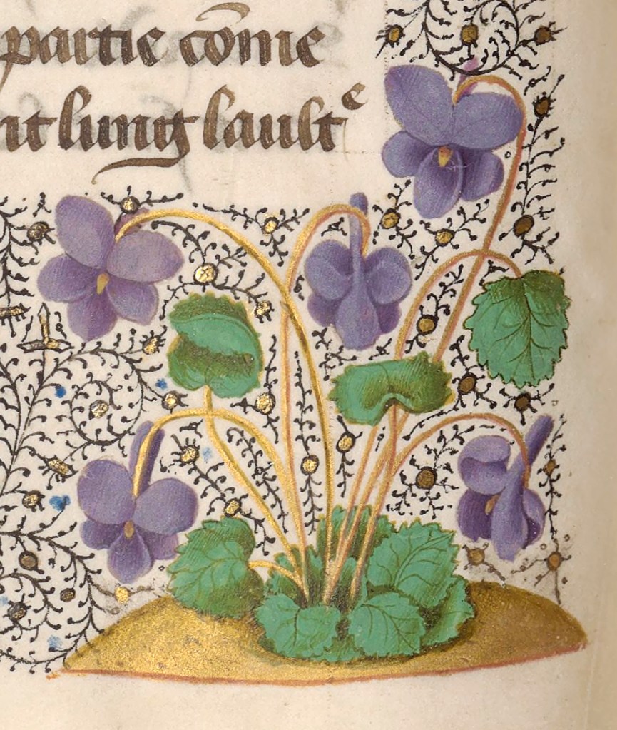 Hangout? Fatti una violetta! (XI sec)