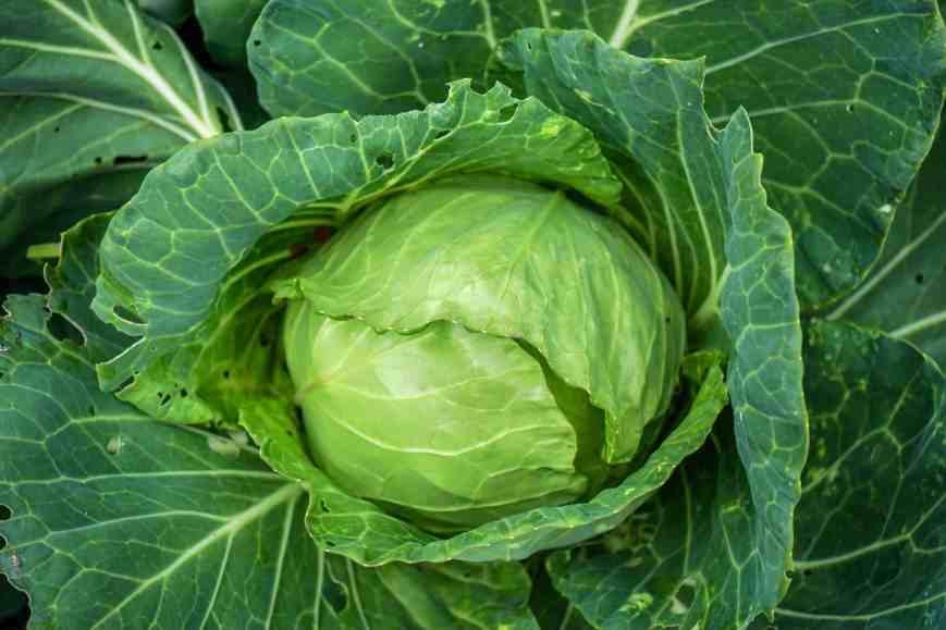 FLORENCE – Cabbage sauté (XIV cent.)