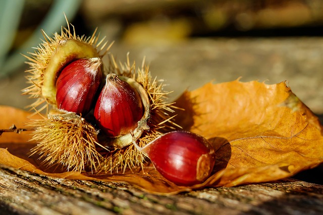 LUNIGIANA: THE MEDIEVAL “CHESTNUTS” BROWNY