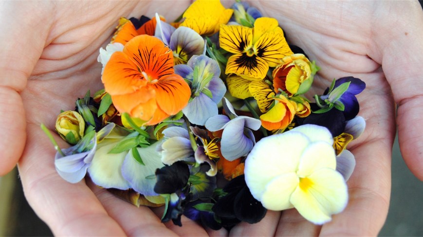 NAPOLI: flower raimbow (fried)