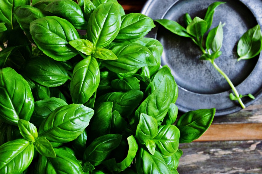 LUCCA: “tuscan pesto”